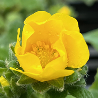 Potentilla megalantha